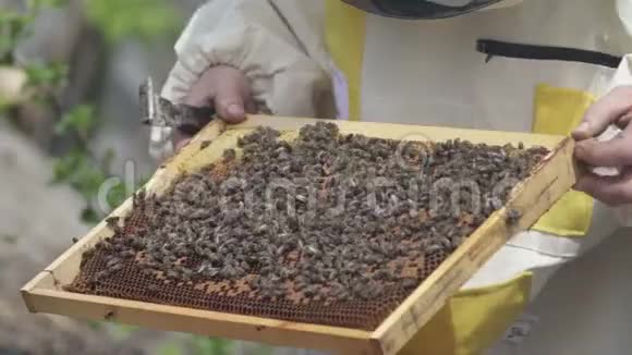 养蜂人展示了框架里的蜂窝视频的预览图