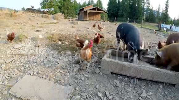 农场里有食物的猪和母鸡视频的预览图
