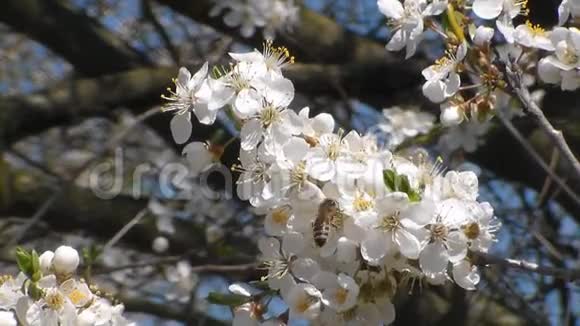 两只蜜蜂在白花花的苹果上采集花蜜果蝇蜜蜂视频的预览图