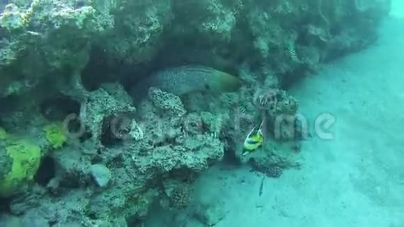 埃及红海珊瑚礁两大珊瑚礁视频的预览图