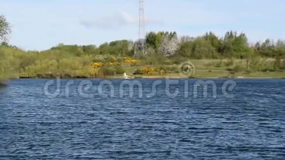 两只天鹅缓慢地飞越湖面视频的预览图