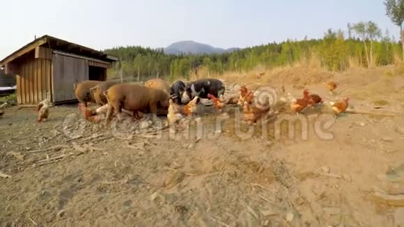 农场里有食物的猪和母鸡视频的预览图
