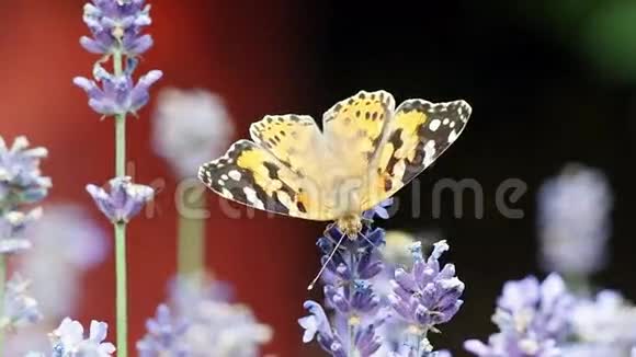 草田里的蝴蝶给花授粉视频的预览图