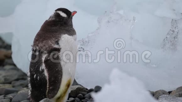 企鹅站在鹅卵石上安德列夫视频的预览图