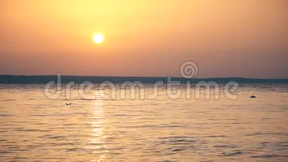 黄昏时分海鸥缓慢地飞过湖面视频的预览图