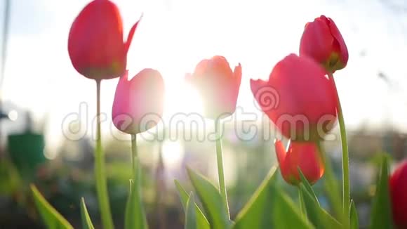 阳光下美丽的鲜花郁金香视频的预览图