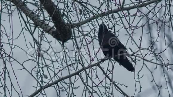 冬天时在树枝上的乌鸦视频的预览图