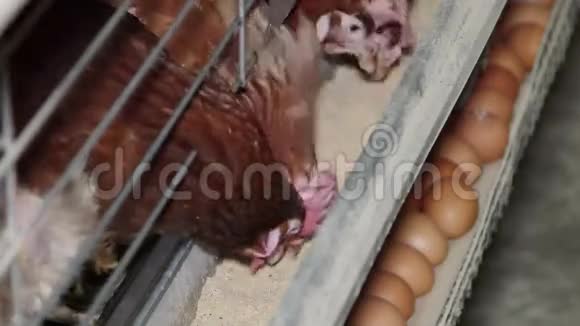 家禽养殖场的蛋鸡视频的预览图