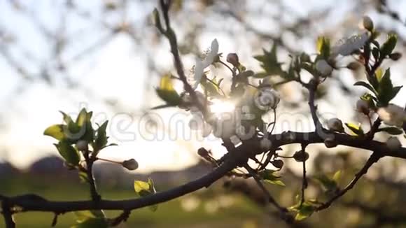 有太阳耀斑的开花树视频的预览图
