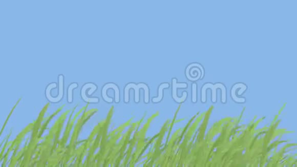 风在草中逆天视频的预览图