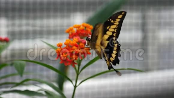 慢动作美丽的蝴蝶坐在植物上视频的预览图
