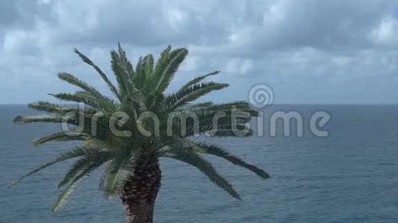 棕榈树多云的海洋地平线视频的预览图