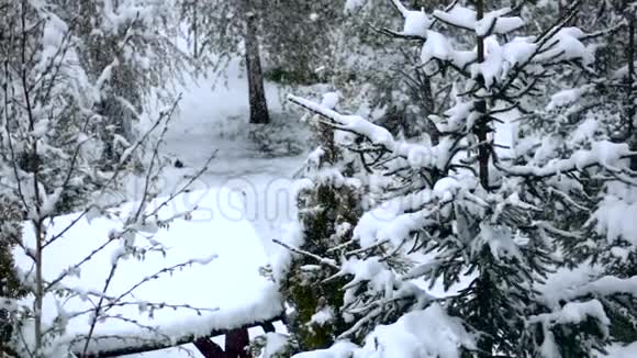 冬天冷杉被雪覆盖慢动作视频的预览图