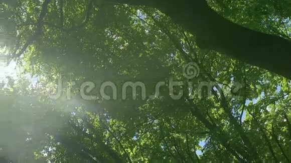 在树冠上徘徊视频的预览图