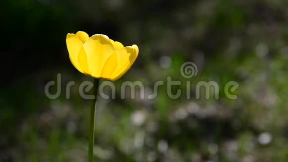 微风中的一朵黄色郁金香视频的预览图