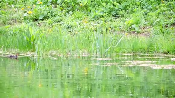 野鸭在水里游野鸭在沼泽里游视频的预览图