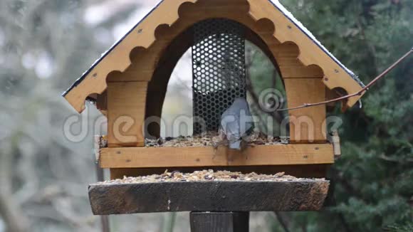 冬季在鸟类饲养器上使用的木材NuthatchSittaEuropaea鸟饲料厂视频的预览图