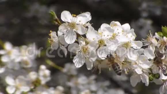 两只蜜蜂在白花花的苹果上采集花蜜果蝇蜜蜂视频的预览图