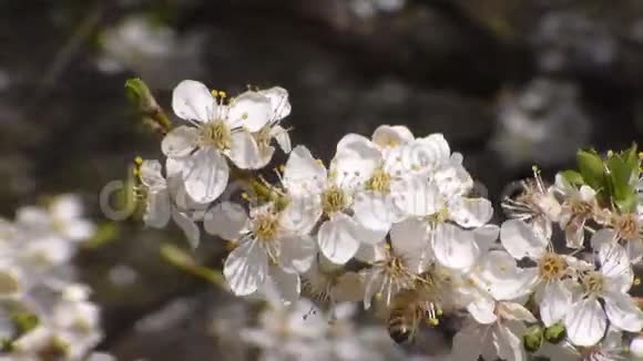 三只蜜蜂在白花花的苹果上采集花蜜果蝇蜜蜂视频的预览图