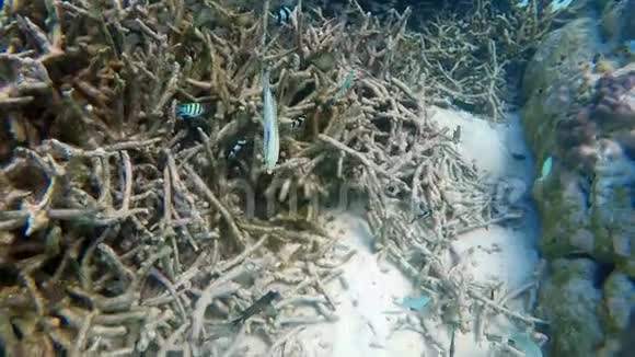 深蓝海洋中的水下珊瑚礁有五颜六色的鱼和海洋生物视频的预览图