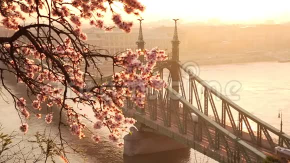 美丽的自由桥日出与樱花在布达佩斯春天到了布达佩斯视频的预览图