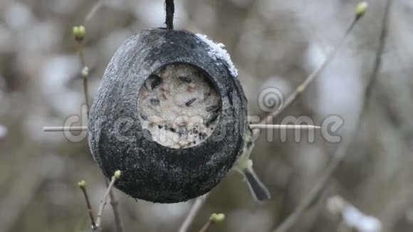 在冬季欧亚蓝蒂在鸟类饲养器上寻找种子椰子视频的预览图