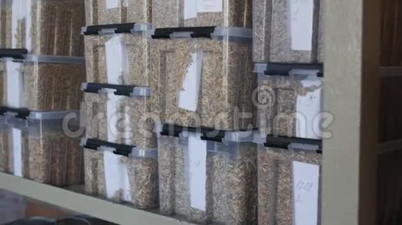 用于质量控制或分析的容器中的小麦大麦颗粒样品视频的预览图