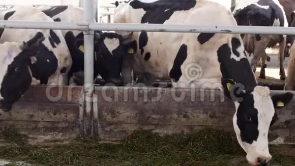 奶牛站在摊子里用面粉吃青贮饲料农夫奶牛在农场吃草专横视频的预览图