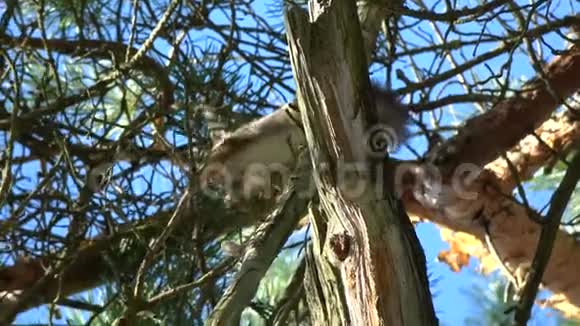 春林红松鼠短尾猴交配仪式视频的预览图