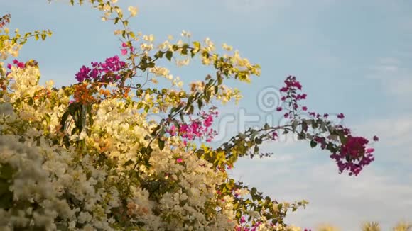 在蓝天背景下的灌木丛中开花的枝条视频的预览图