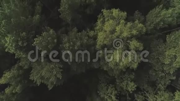 飞越美丽绿色森林的空中飞行视频的预览图