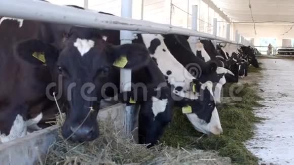奶牛站在摊子里用面粉吃青贮饲料农民奶牛在农场吃草工业视频的预览图