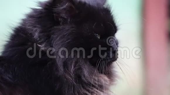 黑猫特写和阳光视频的预览图
