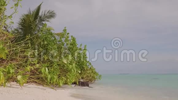 热带海滩平静海洋中的红树林视频的预览图