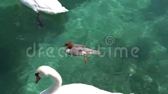日内瓦瑞士瑞士日内瓦湖中的天鹅和鸭子视频的预览图
