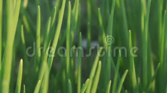 绿色洋葱种植农业背景视频的预览图
