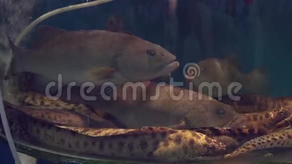 食肆鱼缸内的鱼及海鳗出售给食客视频的预览图