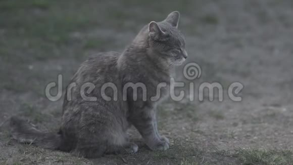 英国幼猫在草地上的肖像草地上的猫视频的预览图
