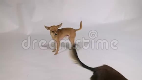 两只狗在室内玩耍白色灰色背景视频的预览图
