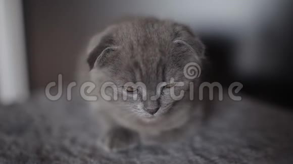 苏格兰折叠小猫肖像视频的预览图