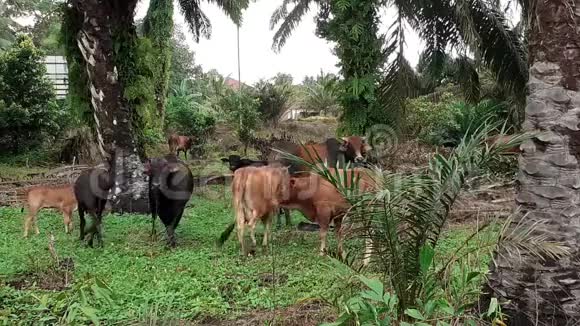 一群奶牛在田里视频的预览图