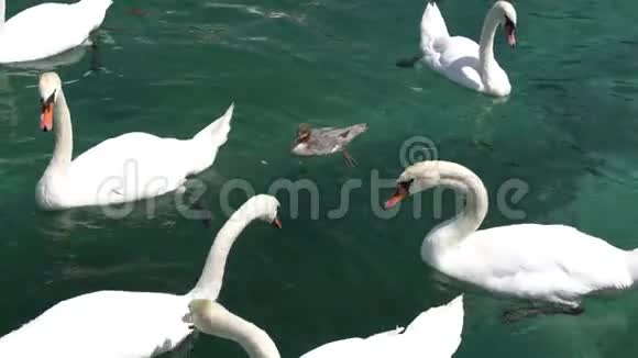 日内瓦瑞士瑞士日内瓦湖中的天鹅和鸭子视频的预览图