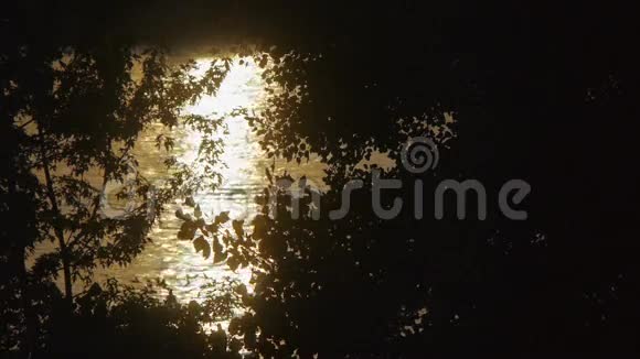光透过树叶的剪影反射视频的预览图