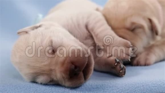 新生的拉布拉多猎犬幼犬睡眠特写视频的预览图