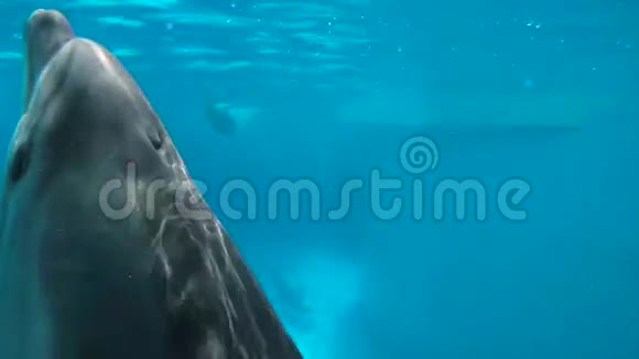 水下视频操作员拍摄海豚做一个诡计视频的预览图