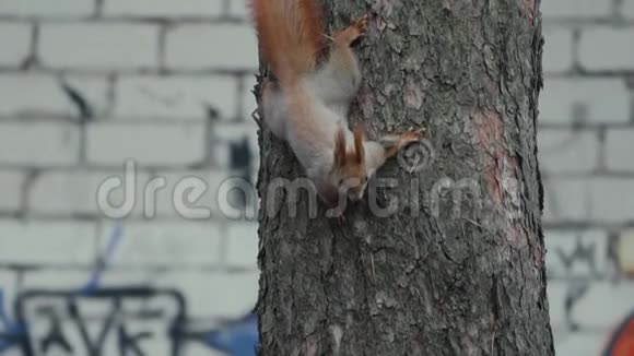 神奇可爱的松鼠缓慢地爬在松树上视频的预览图