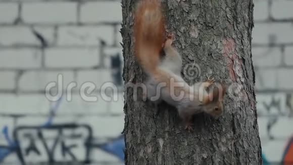 神奇可爱的松鼠缓慢地爬在松树上视频的预览图