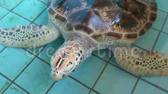 海龟在保护池塘里游泳视频的预览图