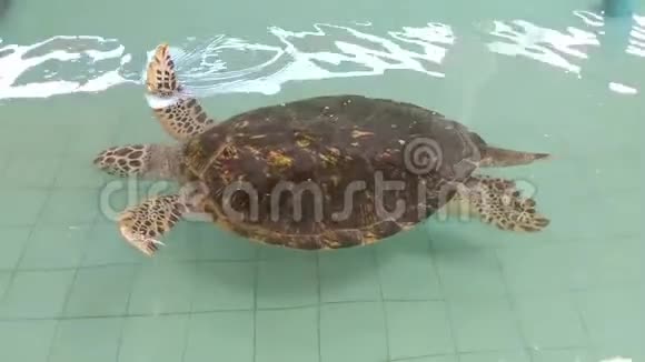 海龟在保护池塘里游泳视频的预览图
