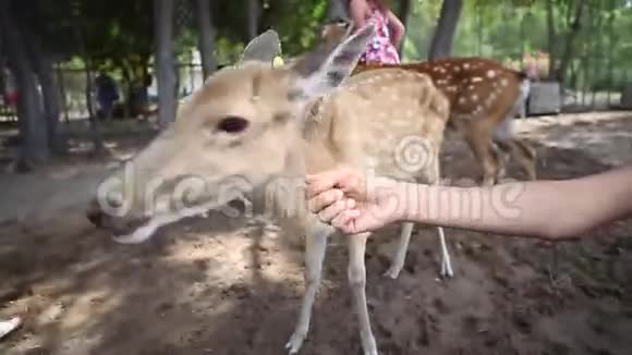 小女孩和她妈妈在公园里喂鹿视频的预览图